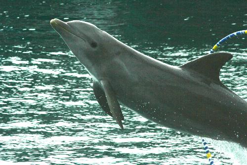 a dolphin showing off. - big fish face!