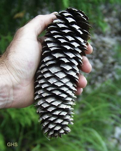 pinecone - pinecone