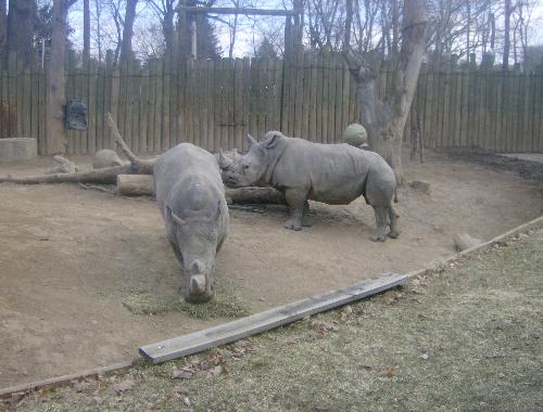 Rhinos at the zoo - Rhinos at the Seneca Park Zoo in Rochester, NY