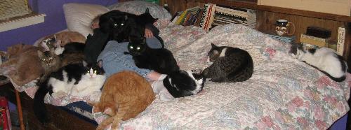 Me in bed with cats - yes, that's me under there
