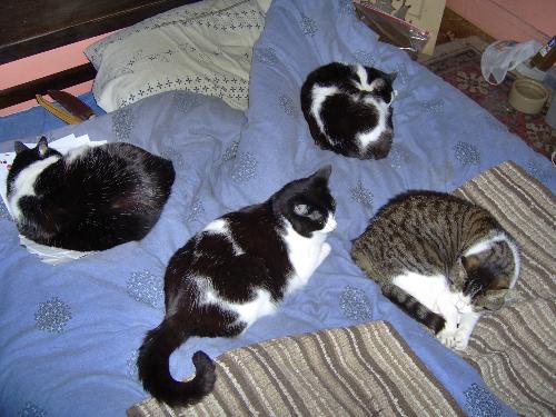 A moderate number of cats - My four cats all together.
