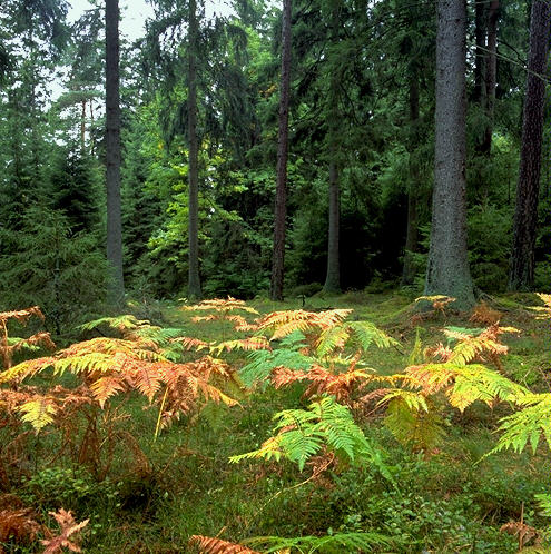 The Indonesian Forest - Save our forest from illegal loging
