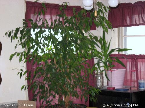 Indoor Fig Tree - My Fig Tree I've had for many years. Indoor Fig Tree - My Fig Tree I've had for many years.