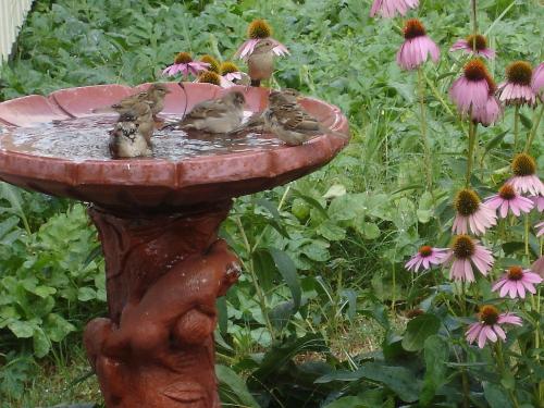 Skinny dippers and coneflowers - Nothing better on a hot day...