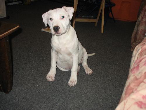 My Handsome Boy - My pitbull puppy at almost 5 months.