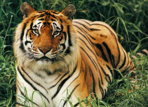 Royal Bengal Tiger - A photo of the royal bengal tiger