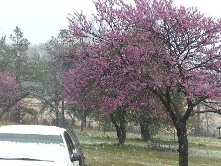 A picture of my Redbud tree in the snow - This is a picture of my Redbud tree with the snow falling down on it, I hope the trees don&#039;t get ruined they are all budding right now. 