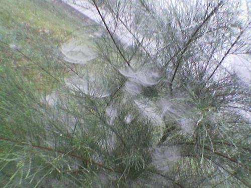 The foggy morning - Dew drops on the leaves.