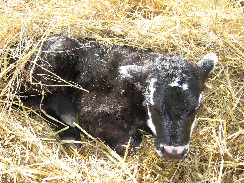 Lightnening - A two day old calf born in 2009 Lightnening - A two day old calf born in 2009