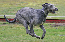 Running Dog - The dog is running.