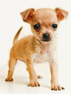 A Chihuahua - A cute chihuahua.