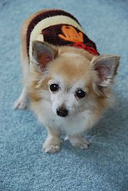 Long-haired Chihuahua - A very cute long-haired chihuahua.