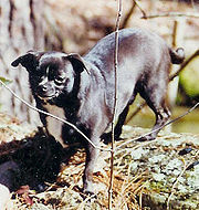 Fat Chihuahua - A fat chihuahua.