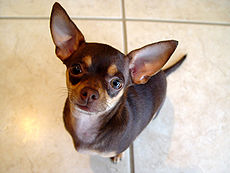 Chihuahua - A very little but cute chihuahua!