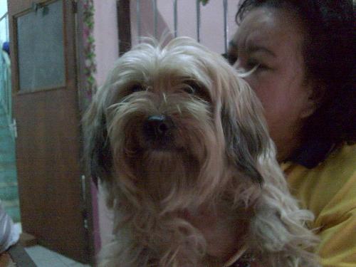 lala - my pet dog