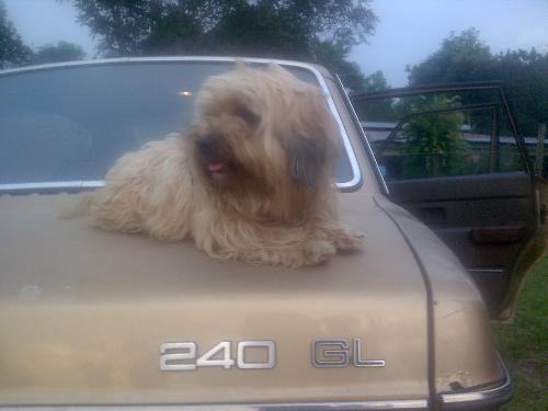 lala - my pet dog