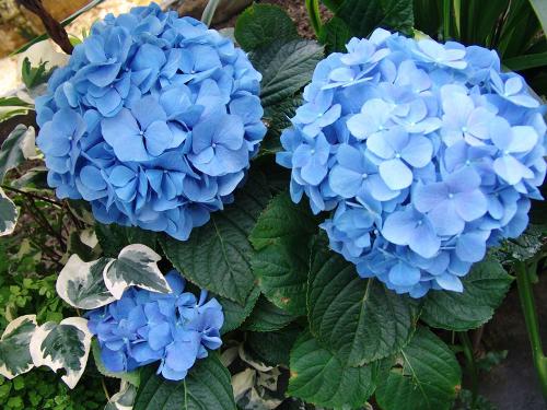 Hydrangea - Hydrangea picture taken by David Kauffman