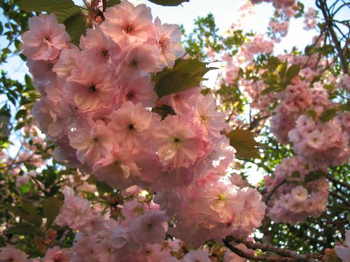 cherry tree - Japanese flowering cherry in the park by Petr Kratochvil