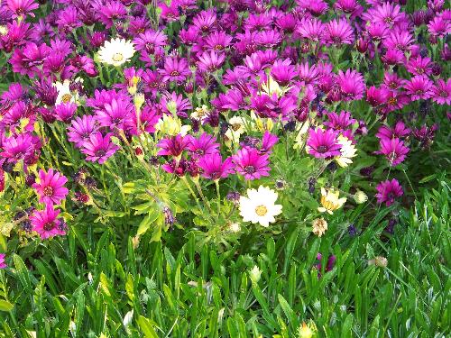 My flower beds - My flower beds,the flowers are African Daisy&#039;s I have mostly dark purple with some white and yellow ones interspersed in them. 