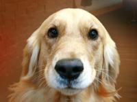 best friend - i do love dogs,it makes me more comfortable having dogs.