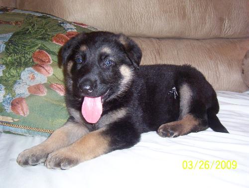 Our Newest Addition, Toby! - He's our newest addition to our family! He's a German Shepherd and is 6 weeks old in this picture. He got some paint on his side from the deck which I had to cut out.