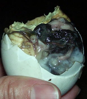 balot pinoy - exotic food from Philippines costs only for costs 28 cents