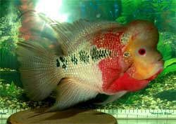 my pet - my favorite pet