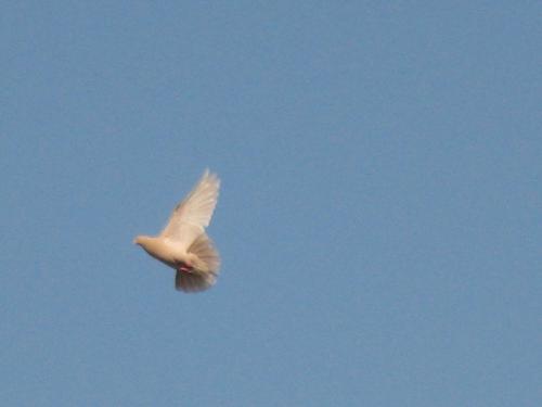 Freedom - Fly Fly Fly!!!Fly like a free bird!Yes fly.You can do it.You have freedom to fly!!! Do You Think That You Are Free???