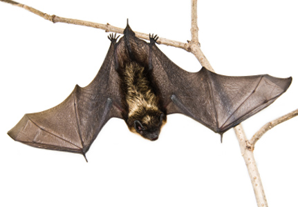 Bats... - Bats...