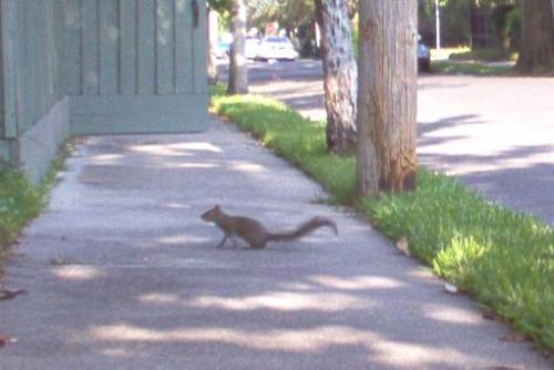 Squirrel  - Squirrel frolicing about.