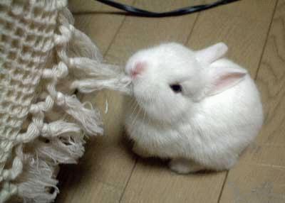 bunny  - bunny pulling on a rug