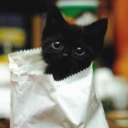 kitten - kitten in a paper bag