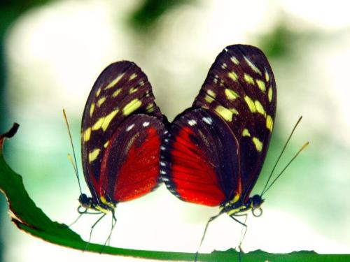 danceofthebutterflies - In spring we think of the beauty of nature as trees sprout leaves, flower buds bloom and caterpillars become butterflies. The life cycle of the butterfly is a process analogous to child development. The transformation from infant to child to adolescent to adult follows the same changes as the butterfly