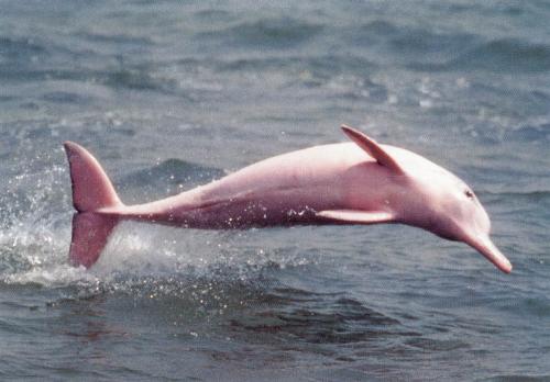 pink dolphin - the pink dolphin