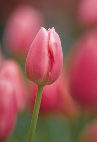 Beauty - Nothing much.... I love it (esp the pink one)