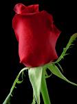 rose - rose is a popular flower