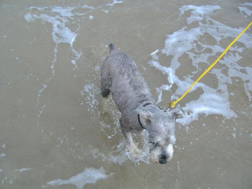 swimming dog - Picture of my dog in the ocean.