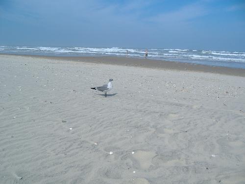 Ocean - Picture of the ocean with a seagull
