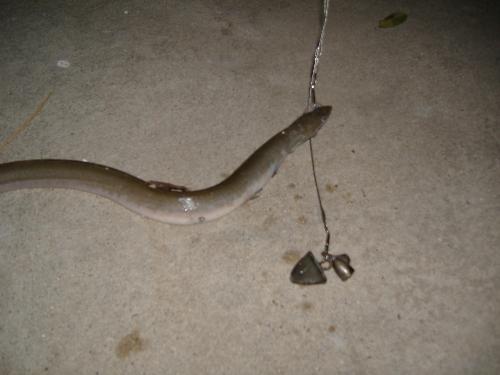 Eel - Eel my son caught Eel - Eel my son caught