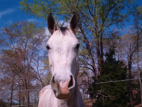 Horse - WHats up?