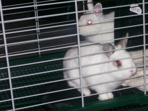 trix and buttercup - my dwarf rabbits