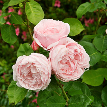 roses - for post