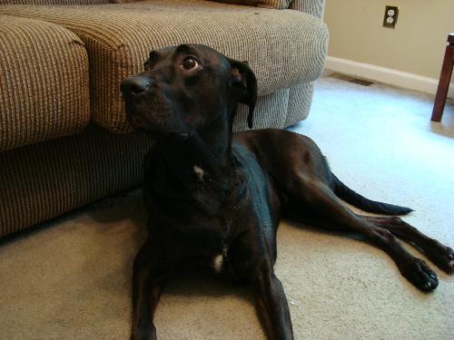 my baby angel - my lab boxer baby