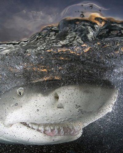 Animal - Smiling Shark!