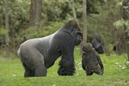 Family - Love between the animals.