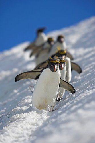 lovely penguin - I love them, look at them, they are so happy, that makes me happy.