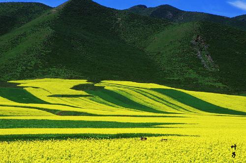 Travel in China - This is in north China, when the summer comes, you will see this fasinating scenery.