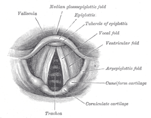 Vocal Chords - The Human Vocal Chords