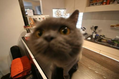 Curious Cat - my friend took this. the kitten is so interested in his camera! It's funny!