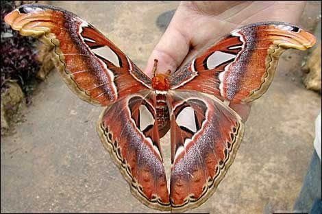 Biggest butterfly in the world - biggest butterfly